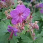 Pakost podzemkatý (Geranium 'Macrorrhizum') – fotografia rastliny