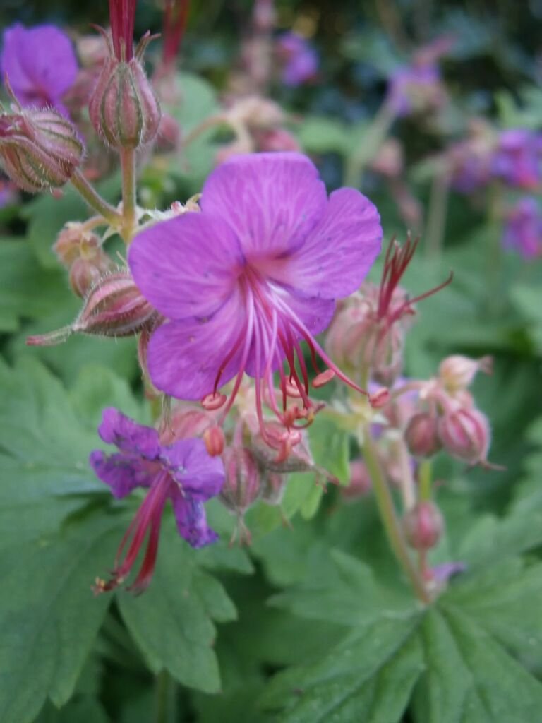 Geranium 'Macrorrhizum'