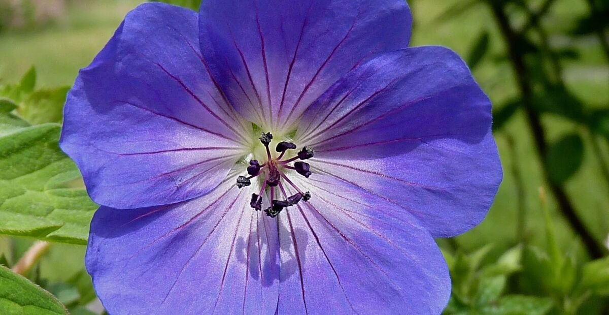 Pakost ‘Rozanne’ (Geranium 'Rozanne') – fotografia rastliny