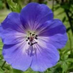 Pakost ‘Rozanne’ (Geranium 'Rozanne') – fotografia rastliny