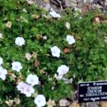 Pakost sivý (Geranium 'Cinereum') – fotografia rastliny