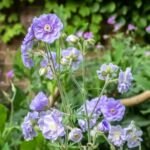pakost ‘Summer Skies’ (Geranium 'Summer Skies') – fotografia rastliny