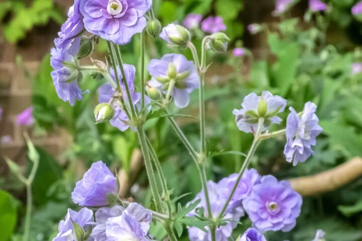 Geranium 'Summer Skies'