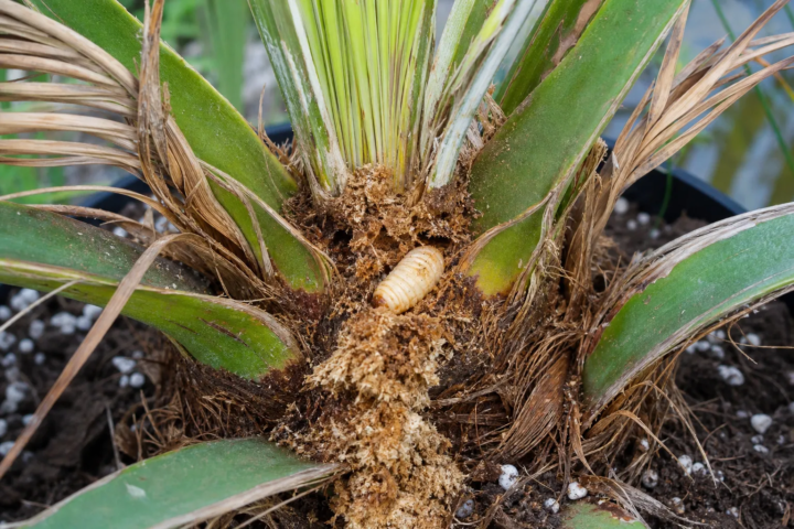 Palmenmotte