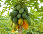 Papája melónová (Carica papaya) – pestovanie a starostlivosť