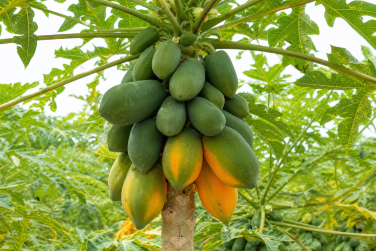 Carica papaya