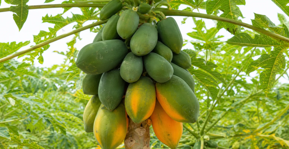 Papaya (Carica papaya) – Pflanzenfoto