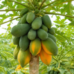 Papaya (Carica papaya) – Pflanzenfoto