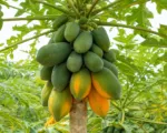 Papaya (Carica papaya) care guide