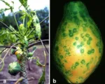 Papaya ringspot virus