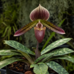 Paphiopedilum ‘Barbatum’ (Paphiopedilum 'Barbatum') – Pflanzenfoto