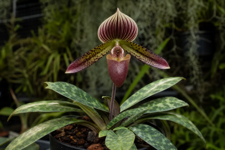 Paphiopedilum 'Barbatum'