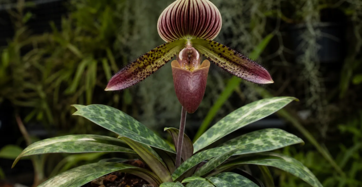 Paphiopedilum 'Barbatum' – fotografia rastliny