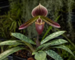 Paphiopedilum ‘Barbatum’