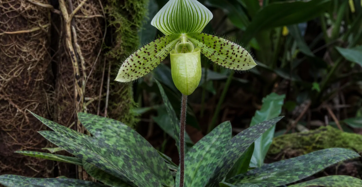 Paphiopedilum 'Maudiae' – fotografia rastliny
