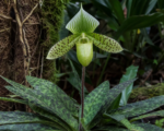 Paphiopedilum ‘Maudiae’