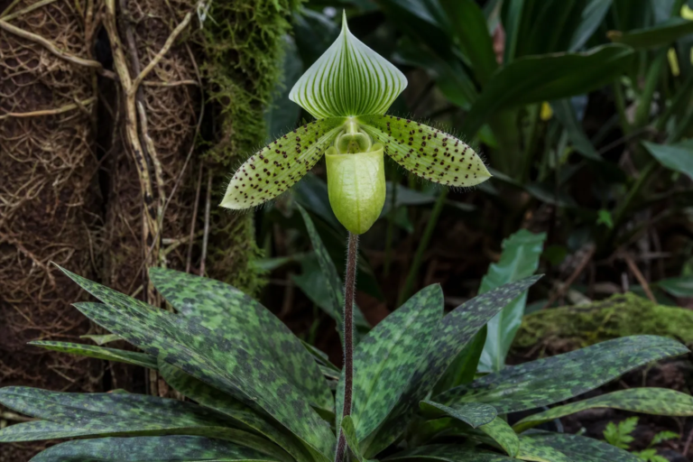 Paphiopedilum 'Maudiae'