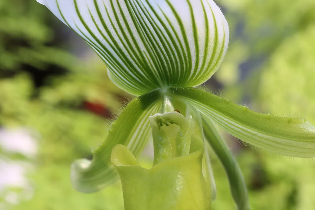 Paphiopedilum ‘Maudiae’ (Paphiopedilum 'Maudiae') – im Garten, Pflanzenfoto