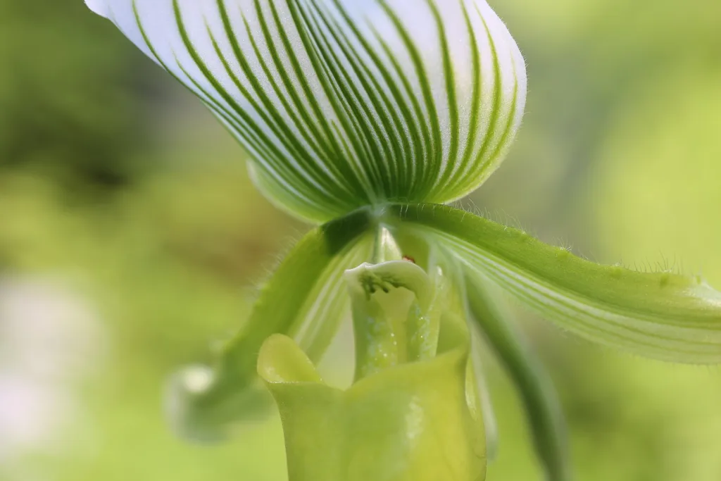 Paphiopedilum ‘Maudiae’ (Paphiopedilum 'Maudiae') – im Garten, Pflanzenfoto
