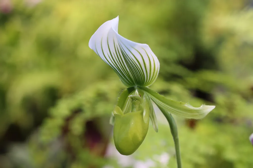 Paphiopedilum ‘Maudiae’ (Paphiopedilum 'Maudiae') – im Garten, Pflanzenfoto