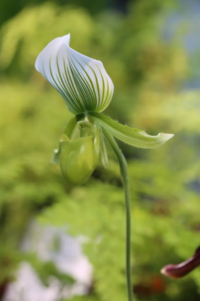 Paphiopedilum ‘Maudiae’ (Paphiopedilum 'Maudiae') – im Garten, Pflanzenfoto