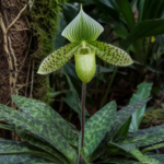 Paphiopedilum ‘Maudiae’ (Paphiopedilum 'Maudiae') – Pflanzenfoto