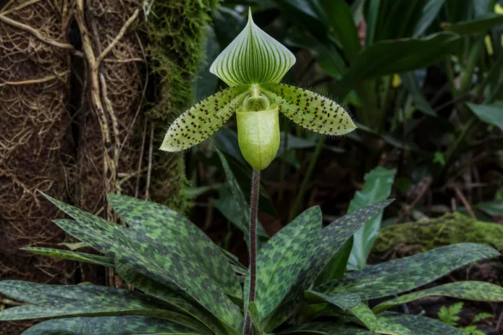 Paphiopedilum 'Maudiae'