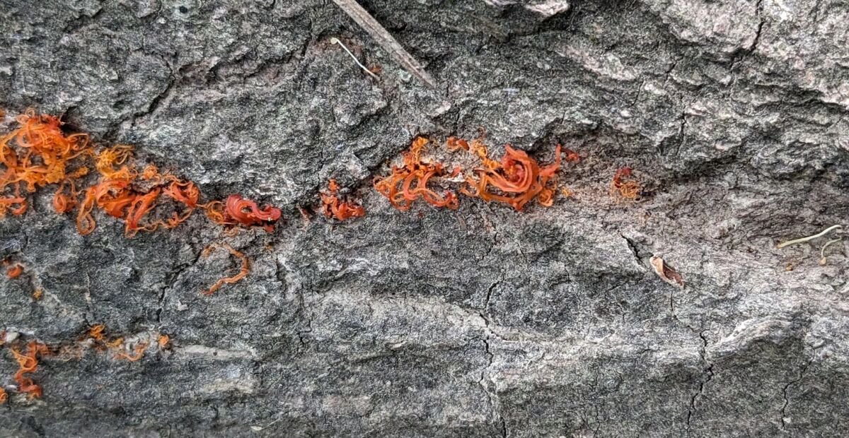 Pappel-Stammkrebs durch Cytospora chrysosperma