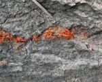 Pappel-Stammkrebs durch Cytospora chrysosperma