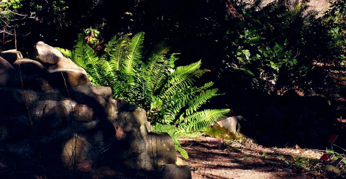 papraďovec ozbrojený (Polystichum munitum) – fotografia rastliny