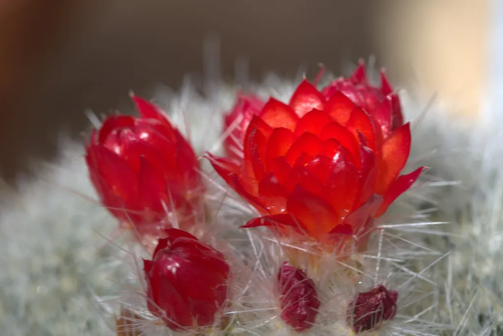 Parodia haselbergii – (Parodia haselbergii) – im Garten, Pflanzenfoto