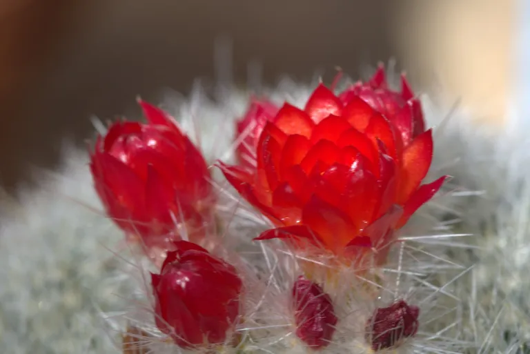 Cactus (Parodia haselbergii) – in a garden setting, plant photo