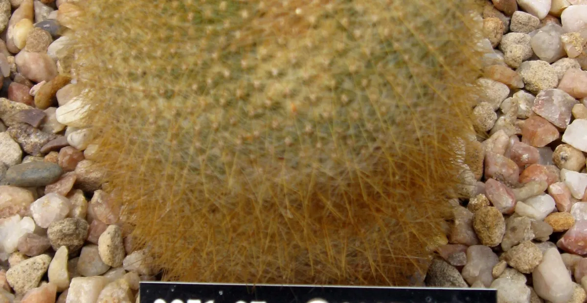Cactus (Parodia haselbergii) – plant photo