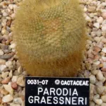 Cactus (Parodia haselbergii) – plant photo