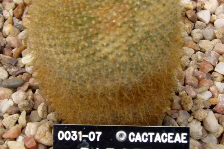 Parodia haselbergii
