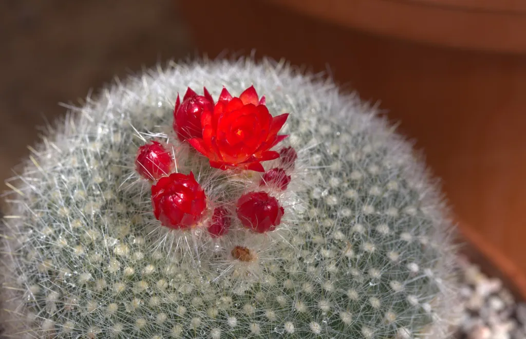Parodia haselbergii – (Parodia haselbergii) – im Garten, Pflanzenfoto