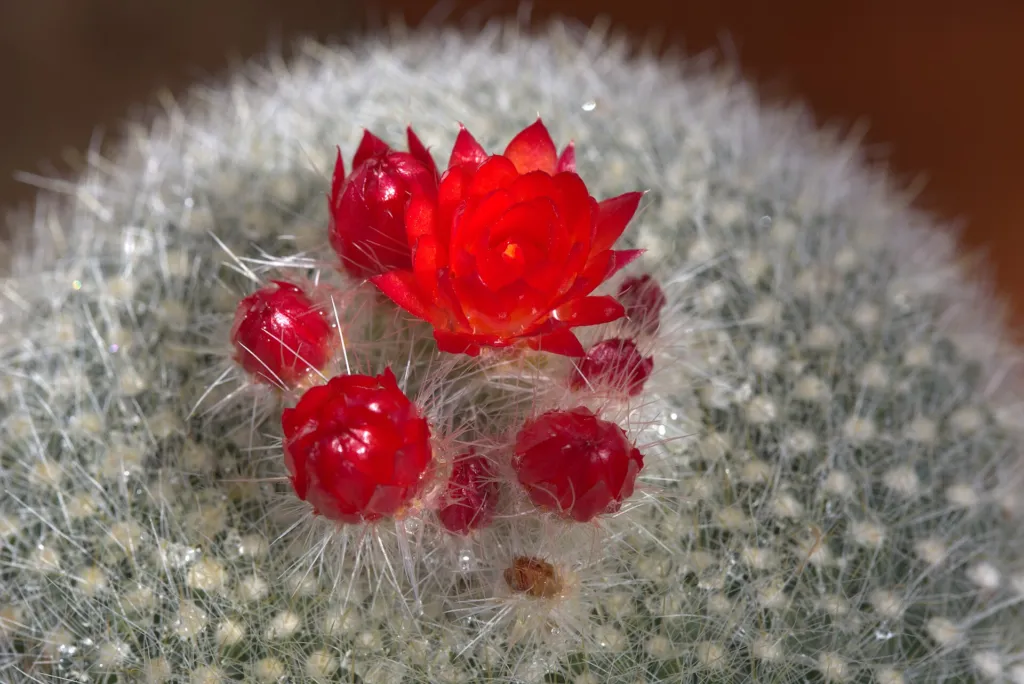 Parodia haselbergii – (Parodia haselbergii) – im Garten, Pflanzenfoto