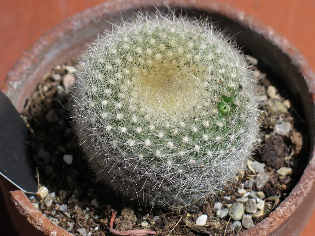 Parodia haselbergii – (Parodia haselbergii) – typisches Erscheinungsbild, Pflanzenfoto