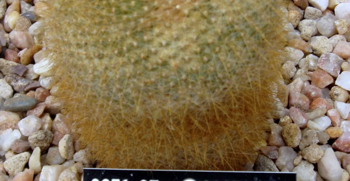Parodia haselbergii – Pflanzenfoto