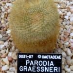 Parodia haselbergii – (Parodia haselbergii) – Pflanzenfoto