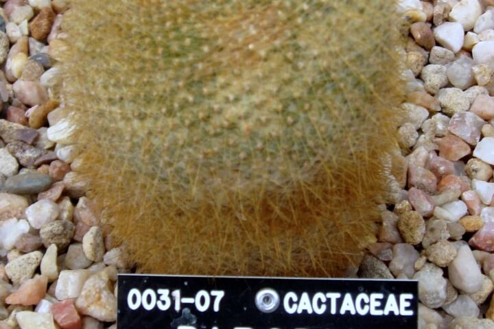 Parodia haselbergii