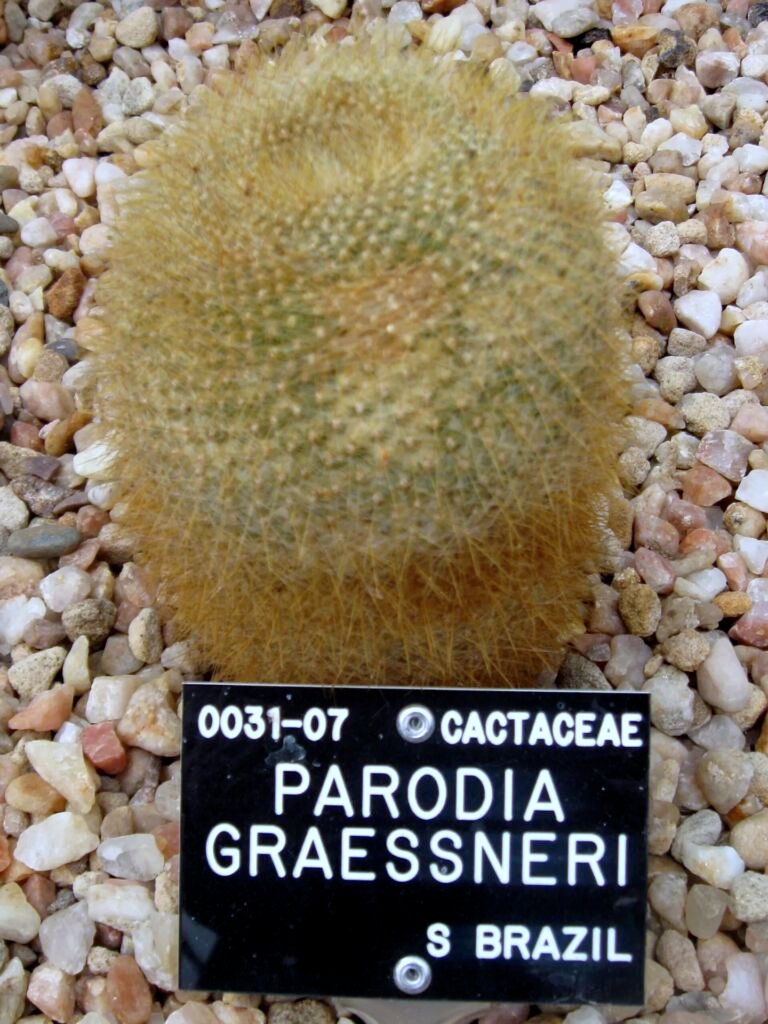 Parodia haselbergii