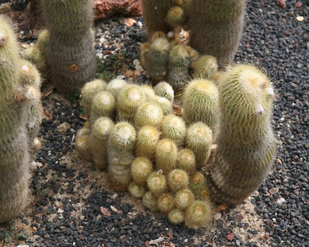 Parodia leninghausii – (Parodia leninghausii) – im Garten, Pflanzenfoto