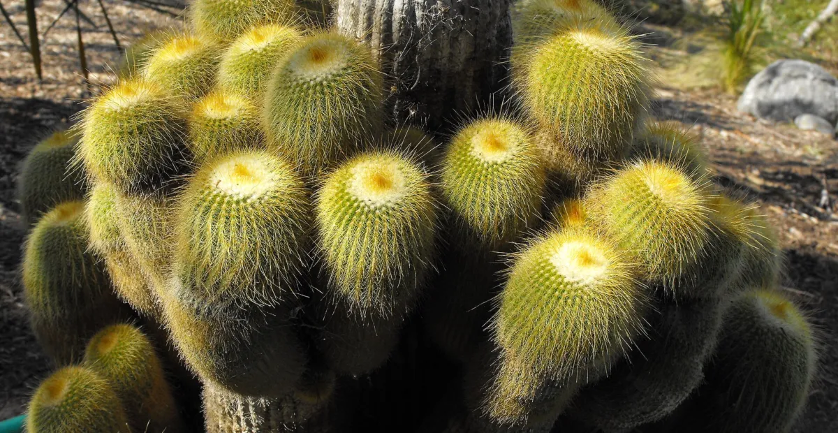 Parodia leninghausii – plant photo