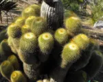 Parodia leninghausii care guide