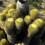 Parodia leninghausii care guide (Parodia leninghausii) – plant photo