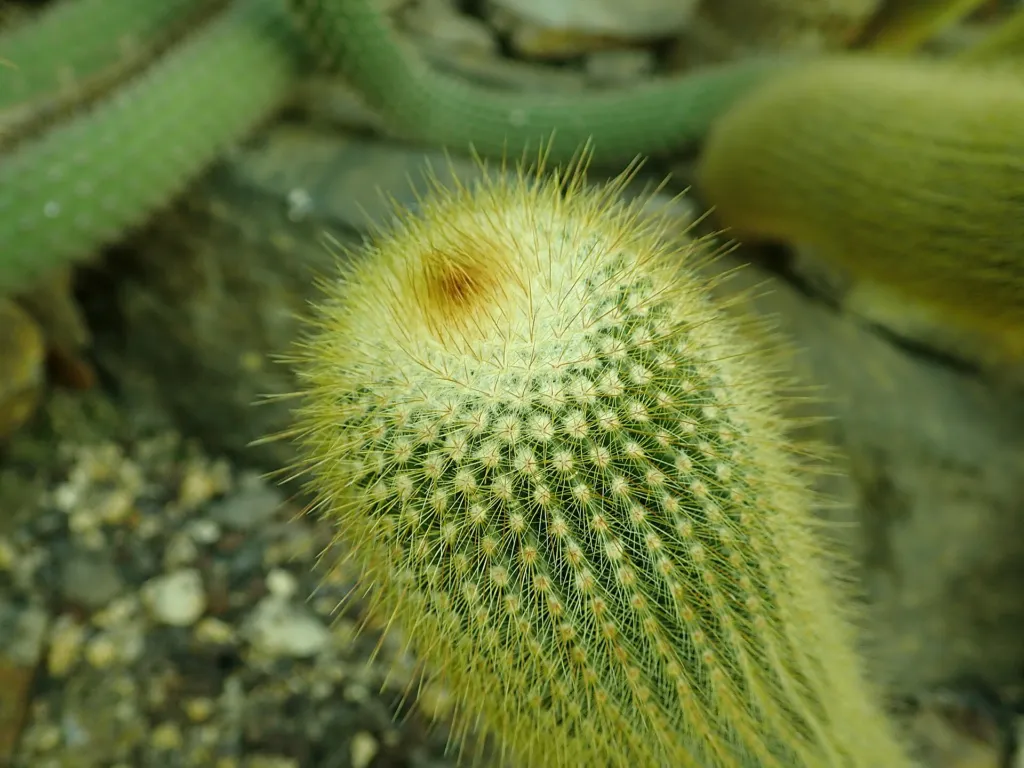 Parodia leninghausii – (Parodia leninghausii) – im Garten, Pflanzenfoto