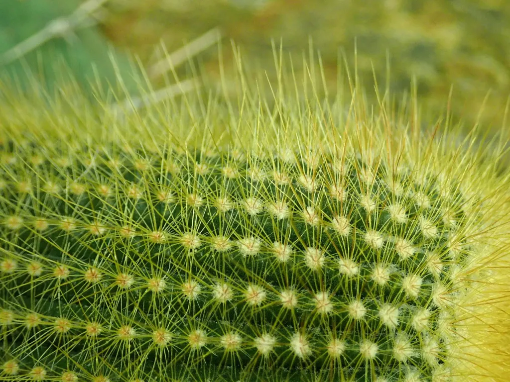 Parodia leninghausii – (Parodia leninghausii) – im Garten, Pflanzenfoto