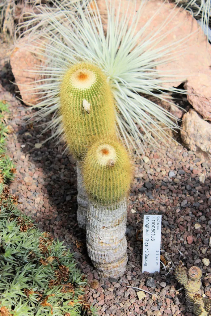 Parodia leninghausii – (Parodia leninghausii) – im Garten, Pflanzenfoto