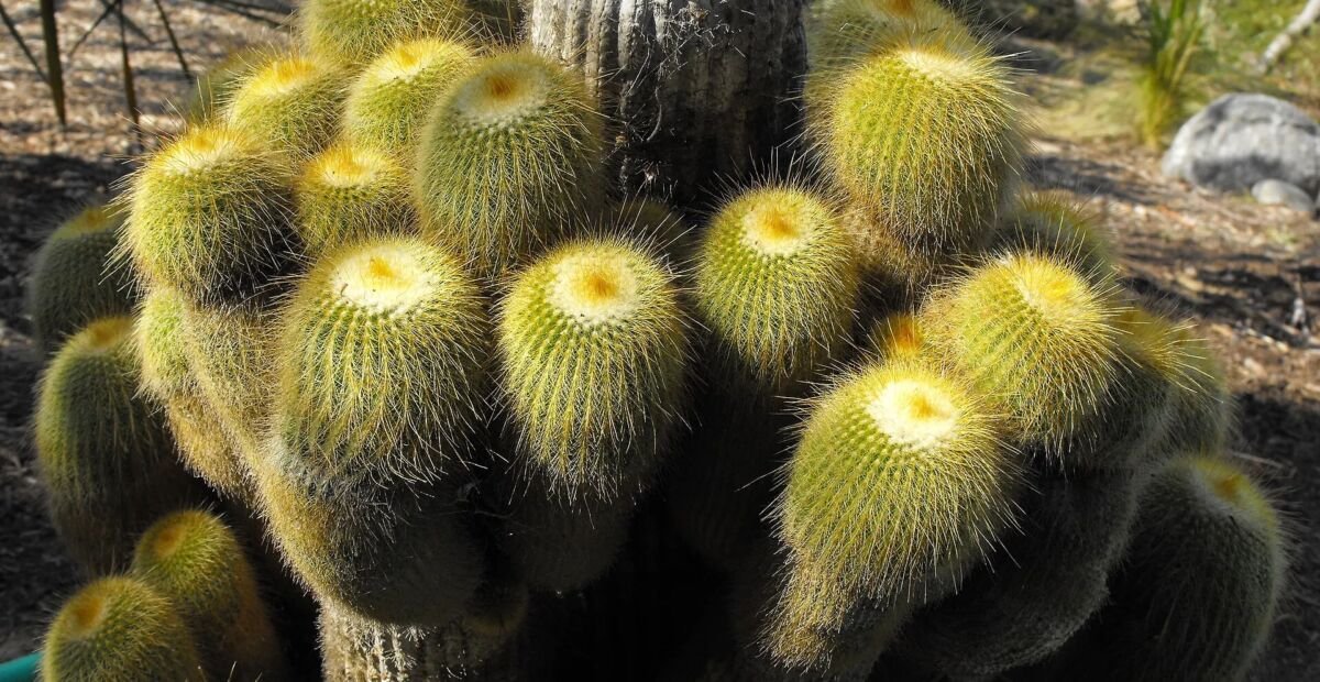 Parodia leninghausii – Pflanzenfoto